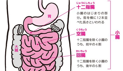 大腸 方向|小腸・大腸の解剖生理 